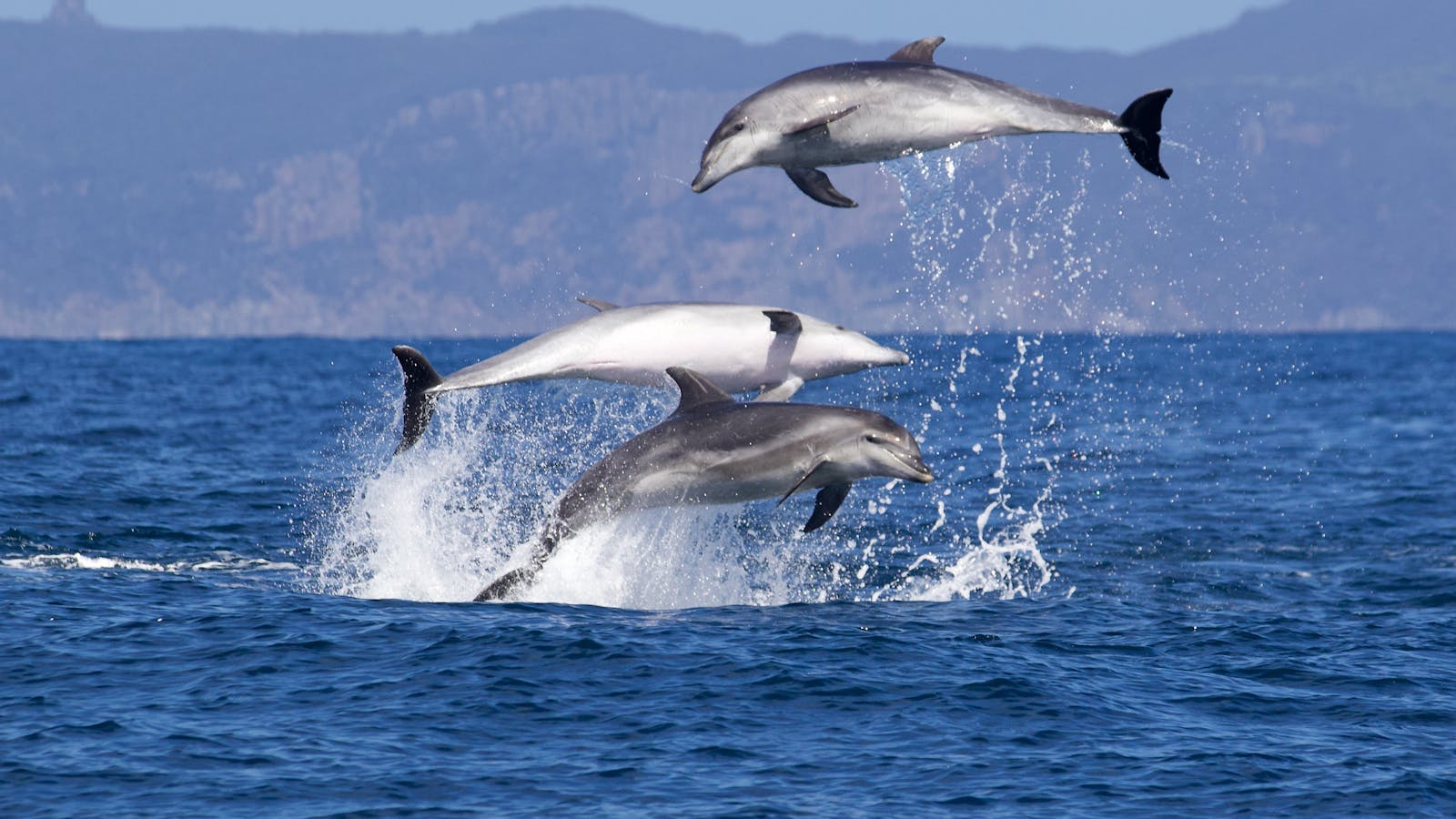 Playful Bottlenose Dolphins