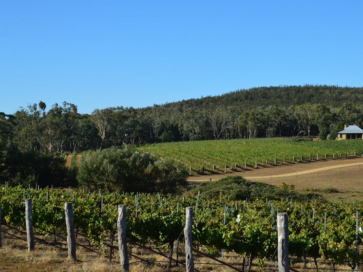 Vineyard and homestead