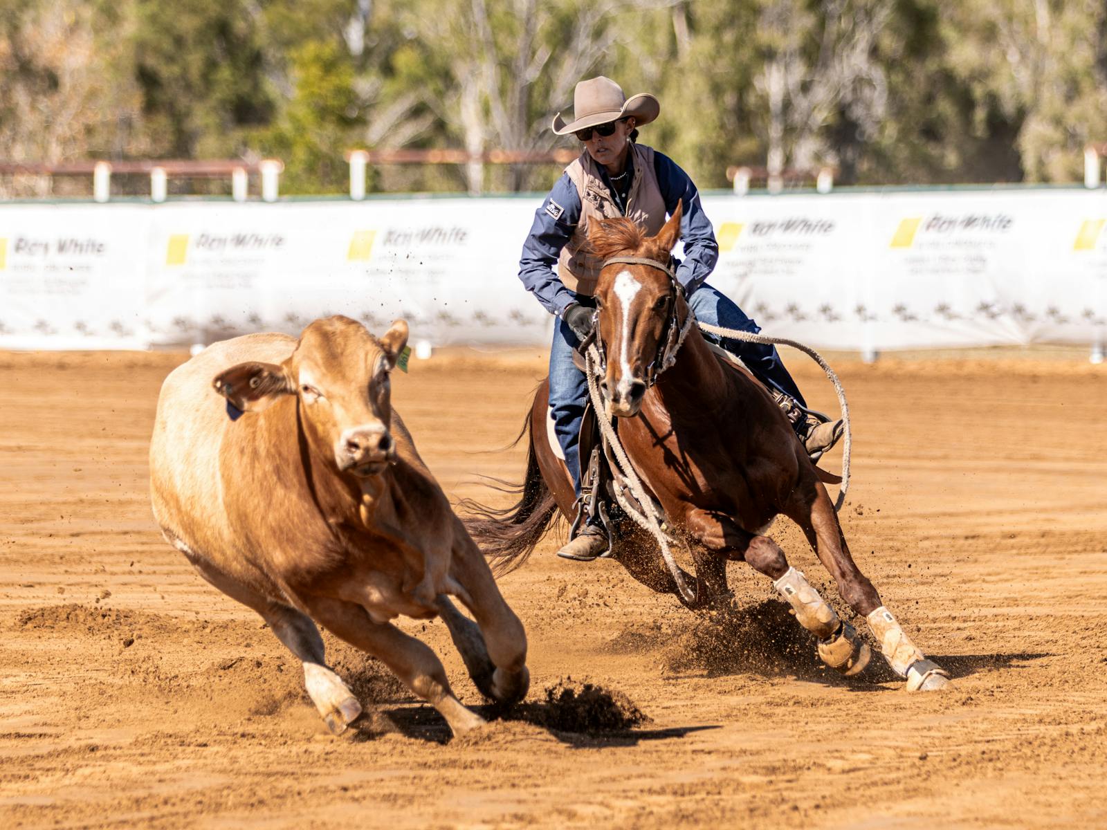 Image for CQ Performance Horse Sale & Campdraft