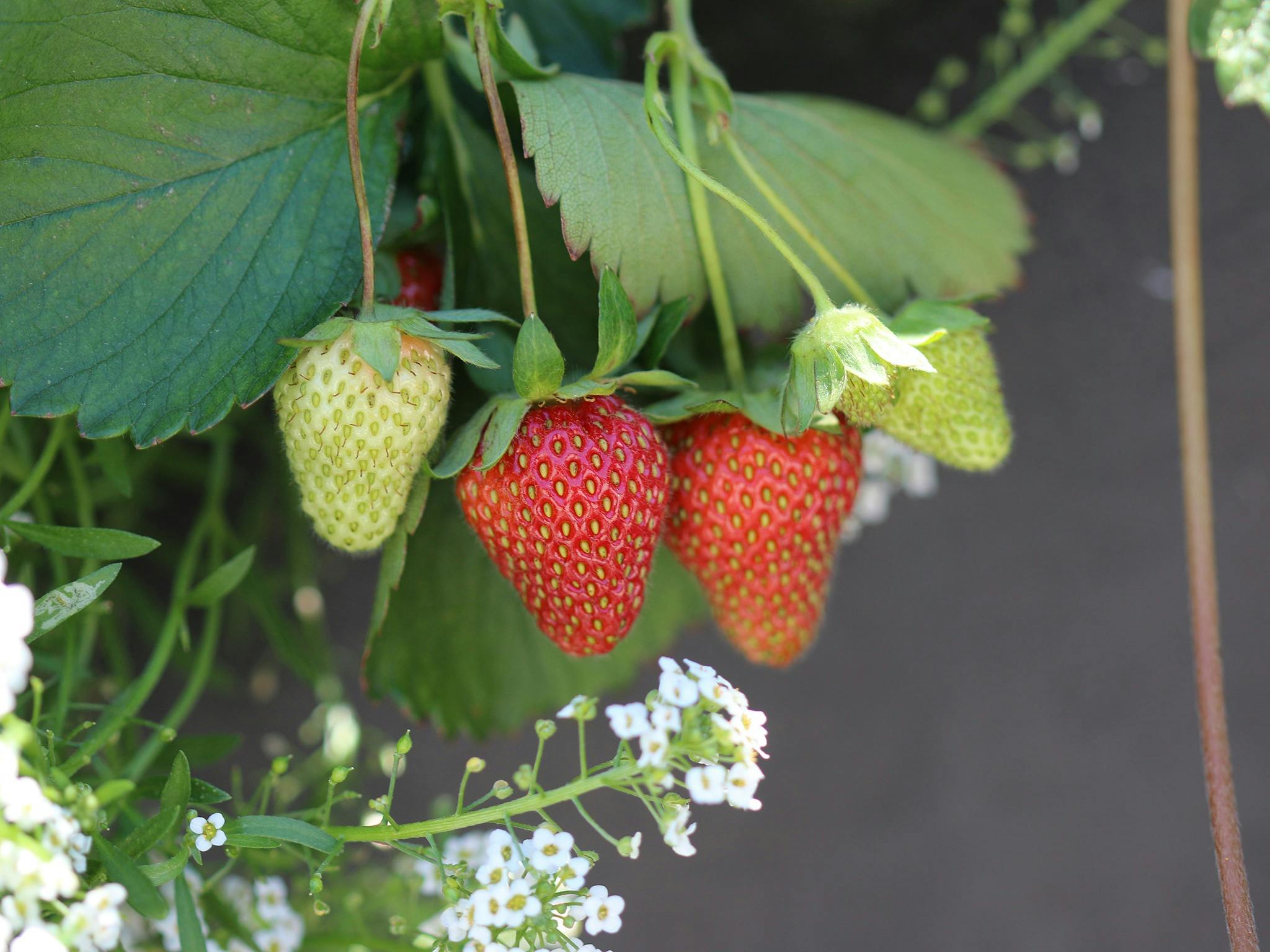 Close up Strawberries