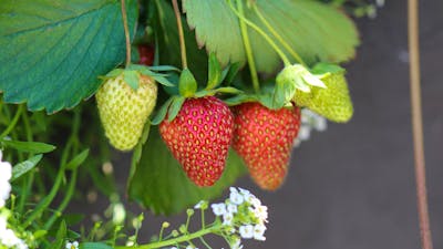 Close up Strawberries