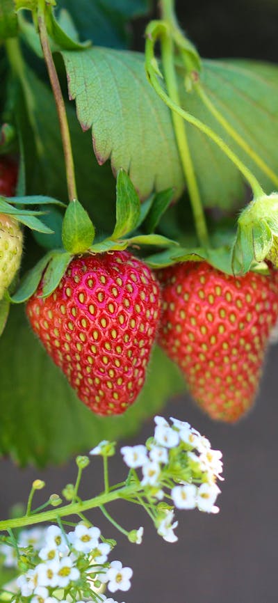 Close up Strawberries