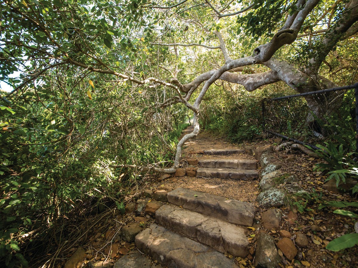 Steps on sealed track surrounded by coastal rainforest Steps on sealed track surrounded by coastal rainforest