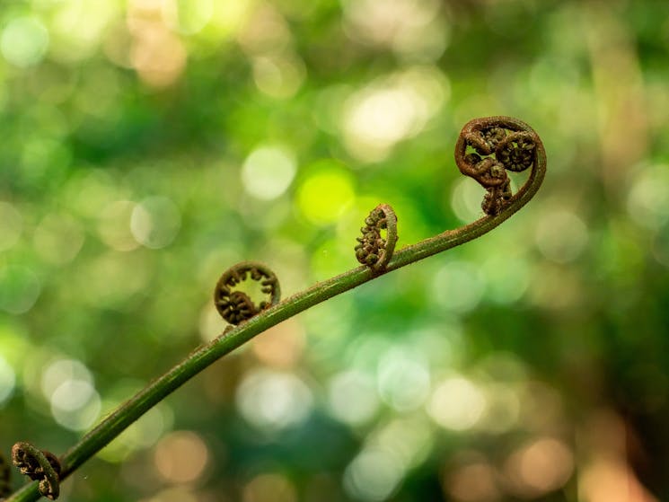 Close-up of a curling fern frond at Minnamurra Rainforest, Budderoo National Park.