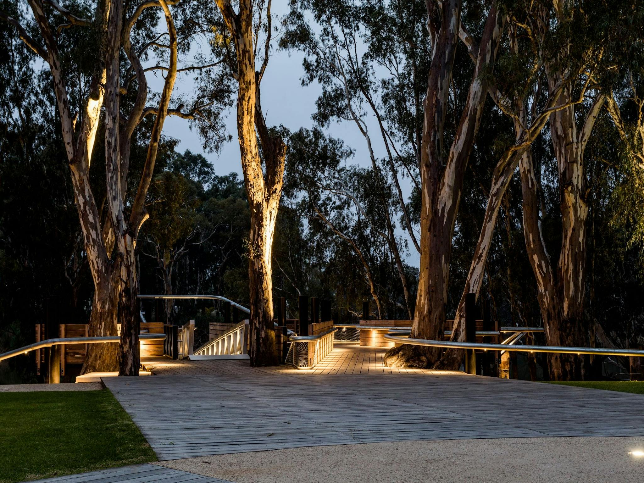 Koondrook wharf and towering river redgum tress at dusk