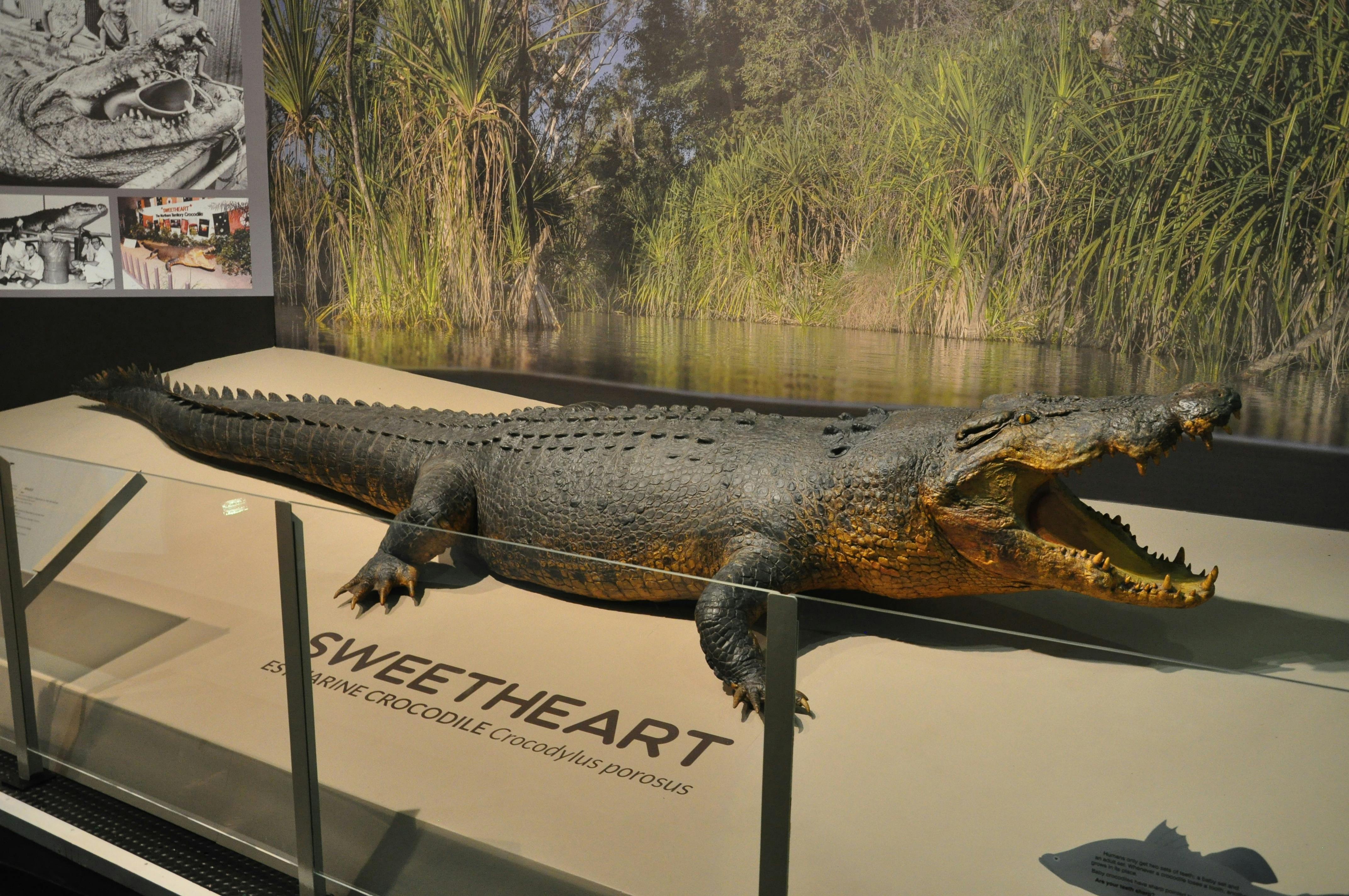 Darwin City Explorer