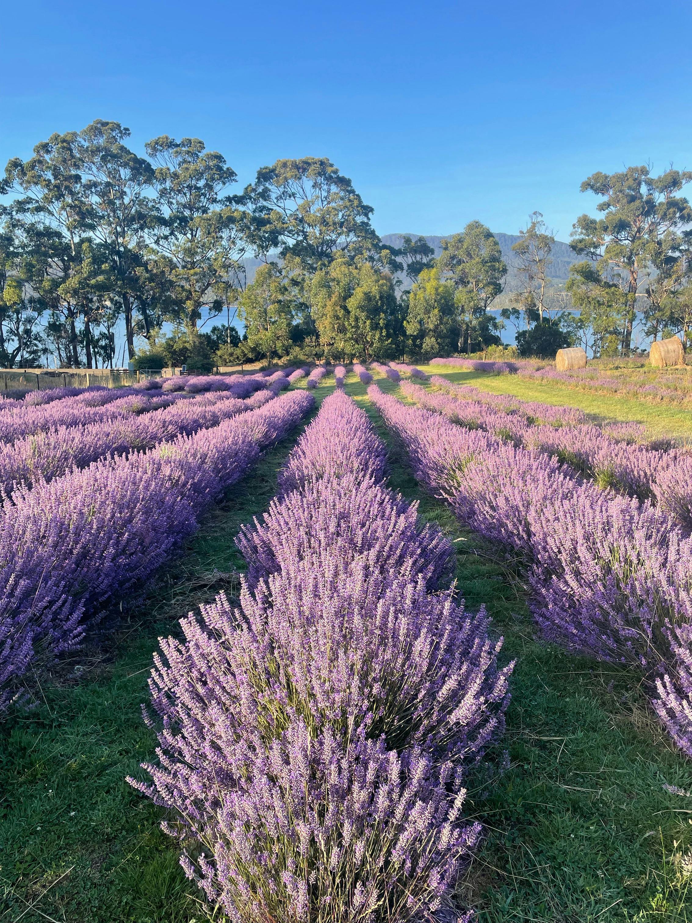 Lavender Goat Farm