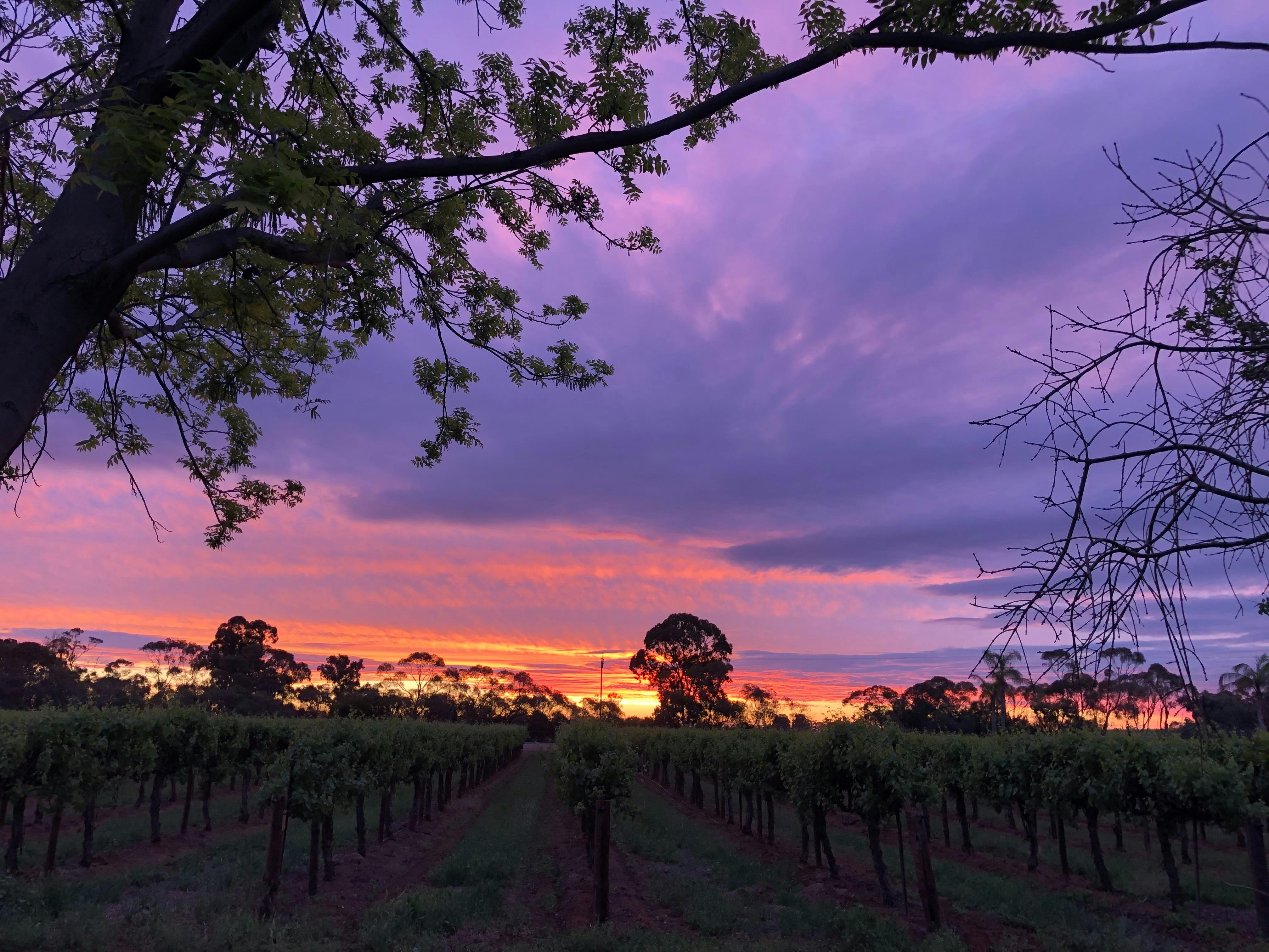 Bassham Wines