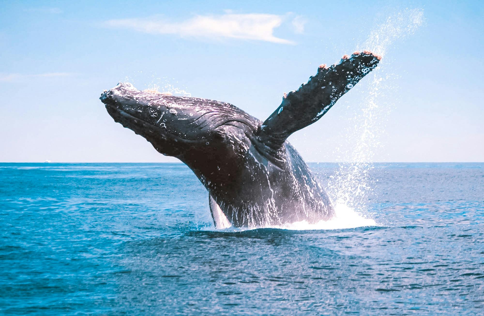 Lady Musgrave Experience Whale Watching