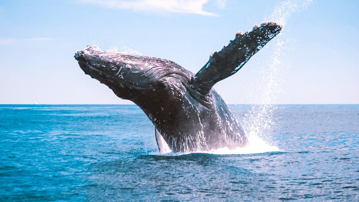 Lady Musgrave Experience Whale Watching