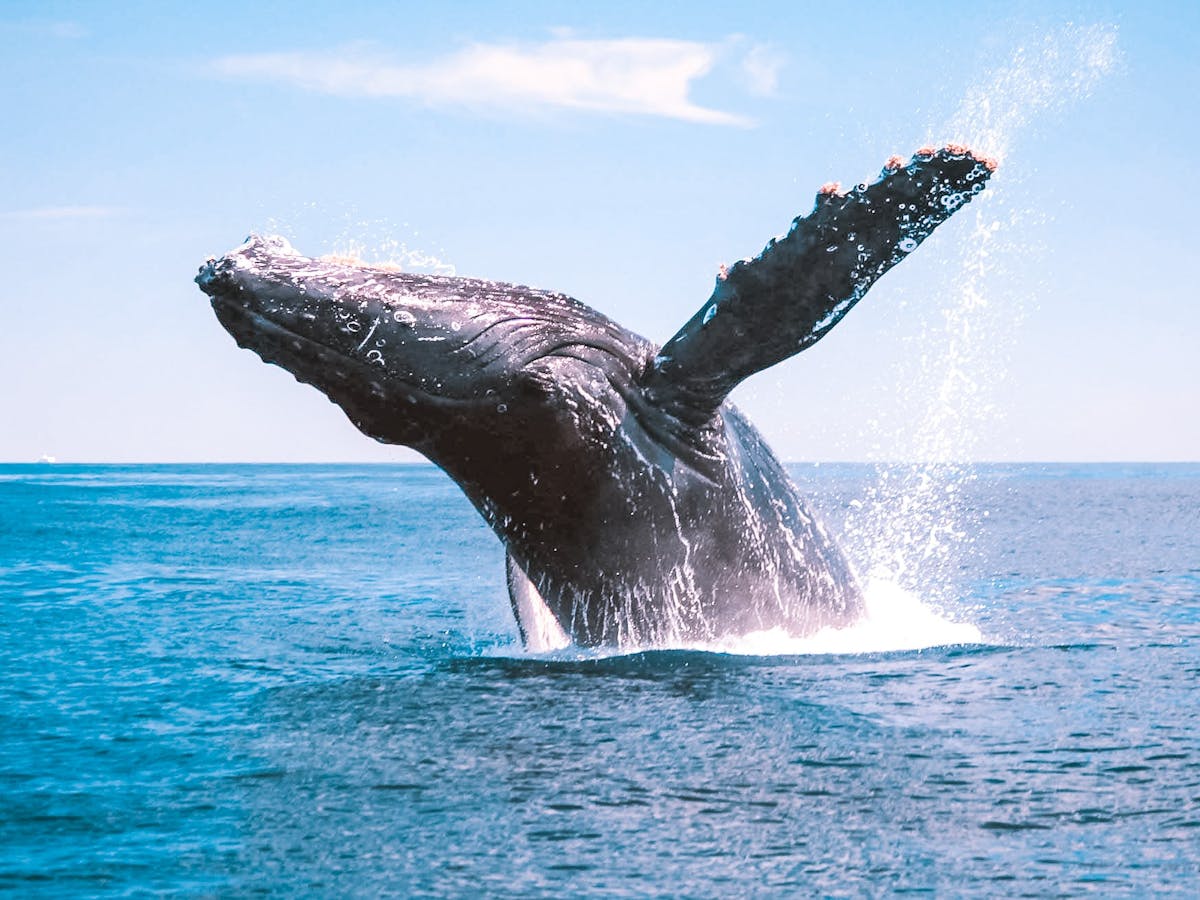 Lady Musgrave Experience Whale Watching