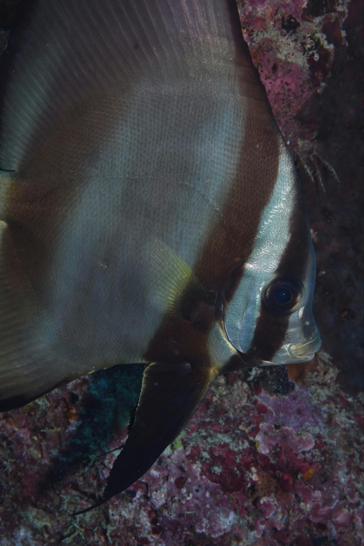 Whale Bommie Dive Site