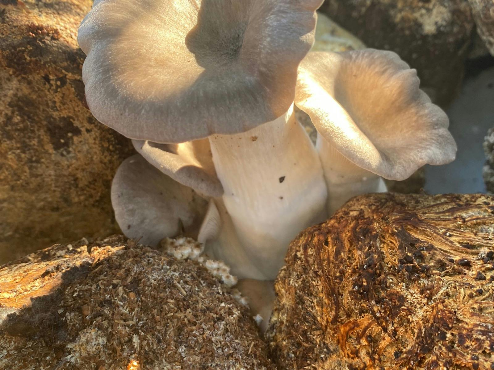 oyster mushrooms