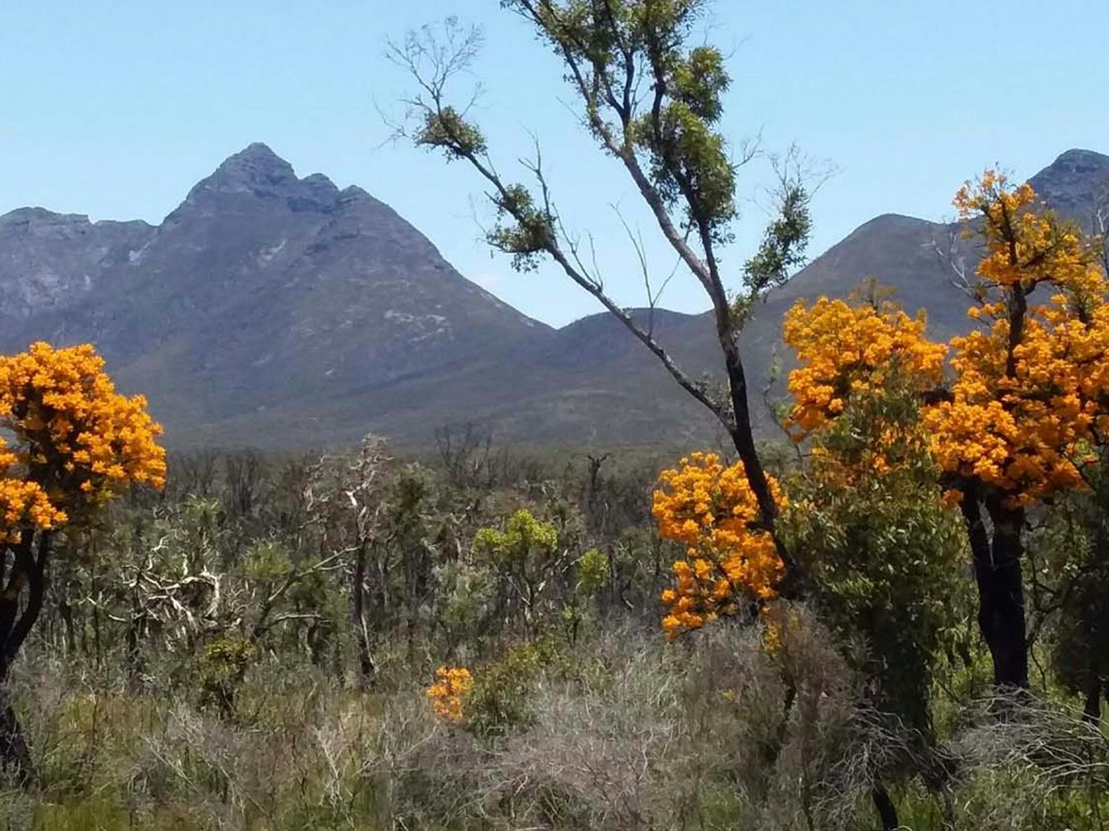 Stirling Ranges and Christmas Trees