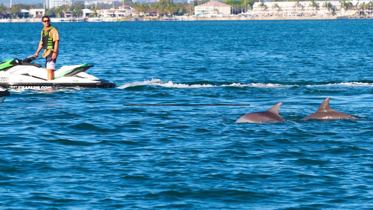 Man on jet ski watching Dolphins