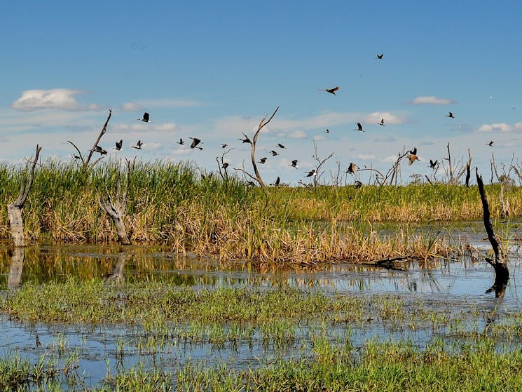 Gwydir Wetlands