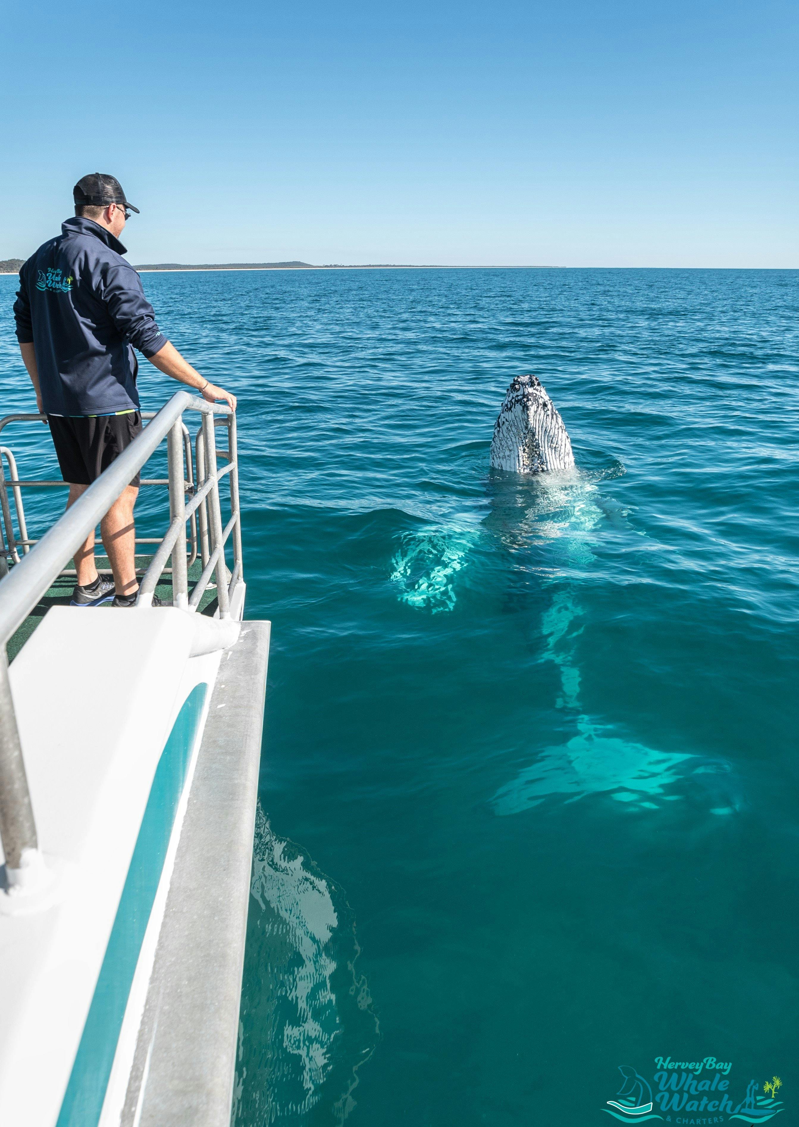 Quick Cat II Half Day Whale Watch