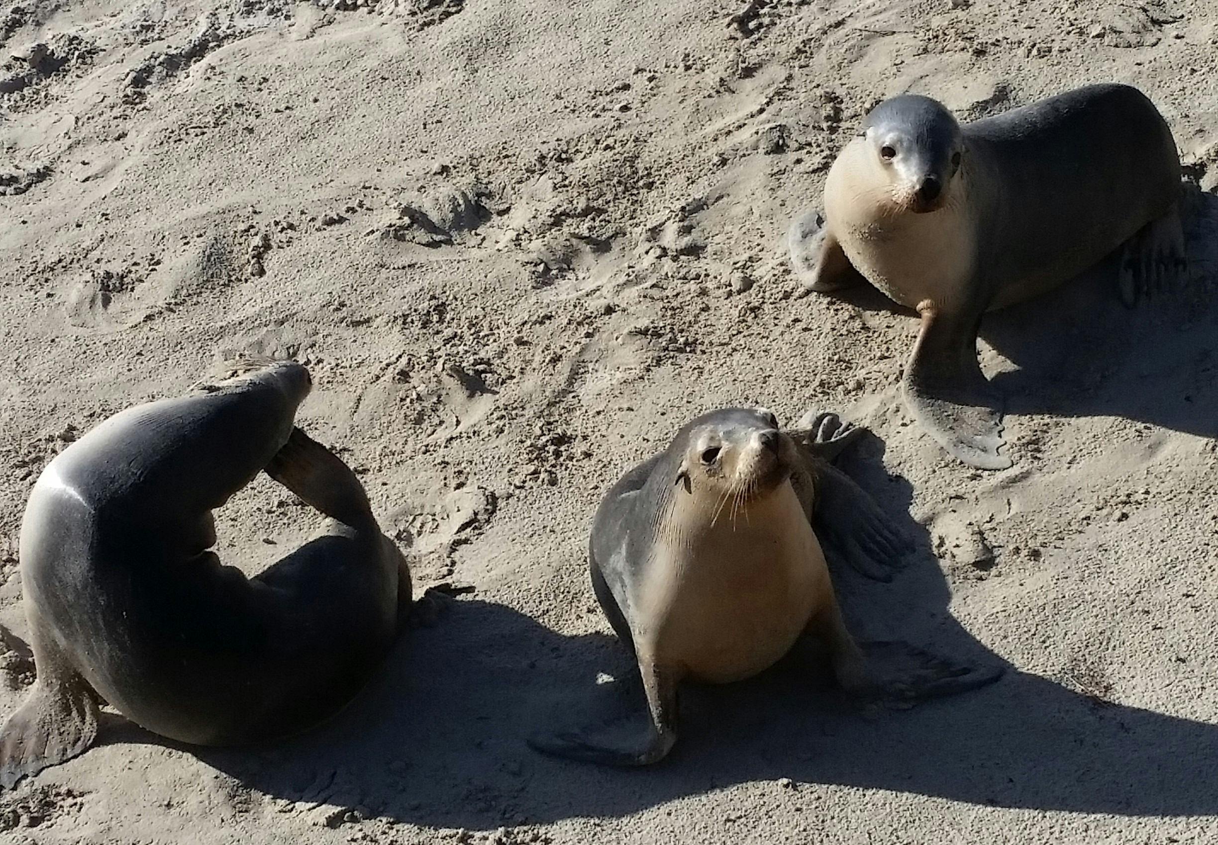 Sealions at Seal Bay