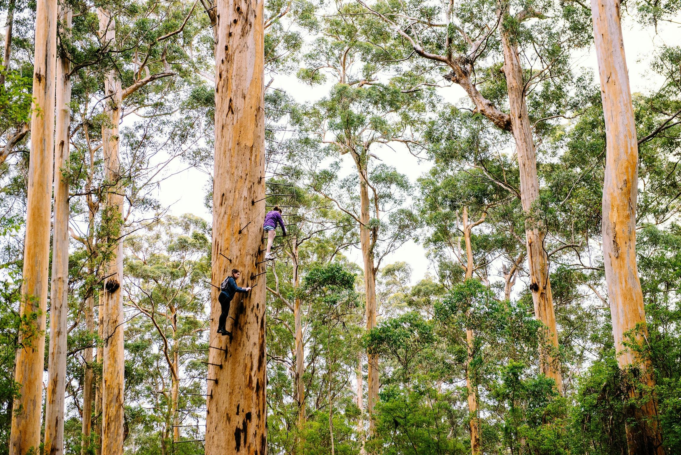 Best of the South West, Pemberton, Western Australia