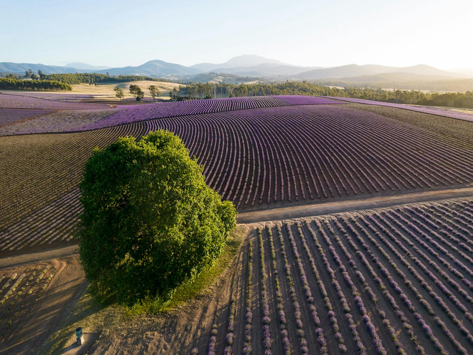 Bridestowe Lavender Estate in Summer drone photo