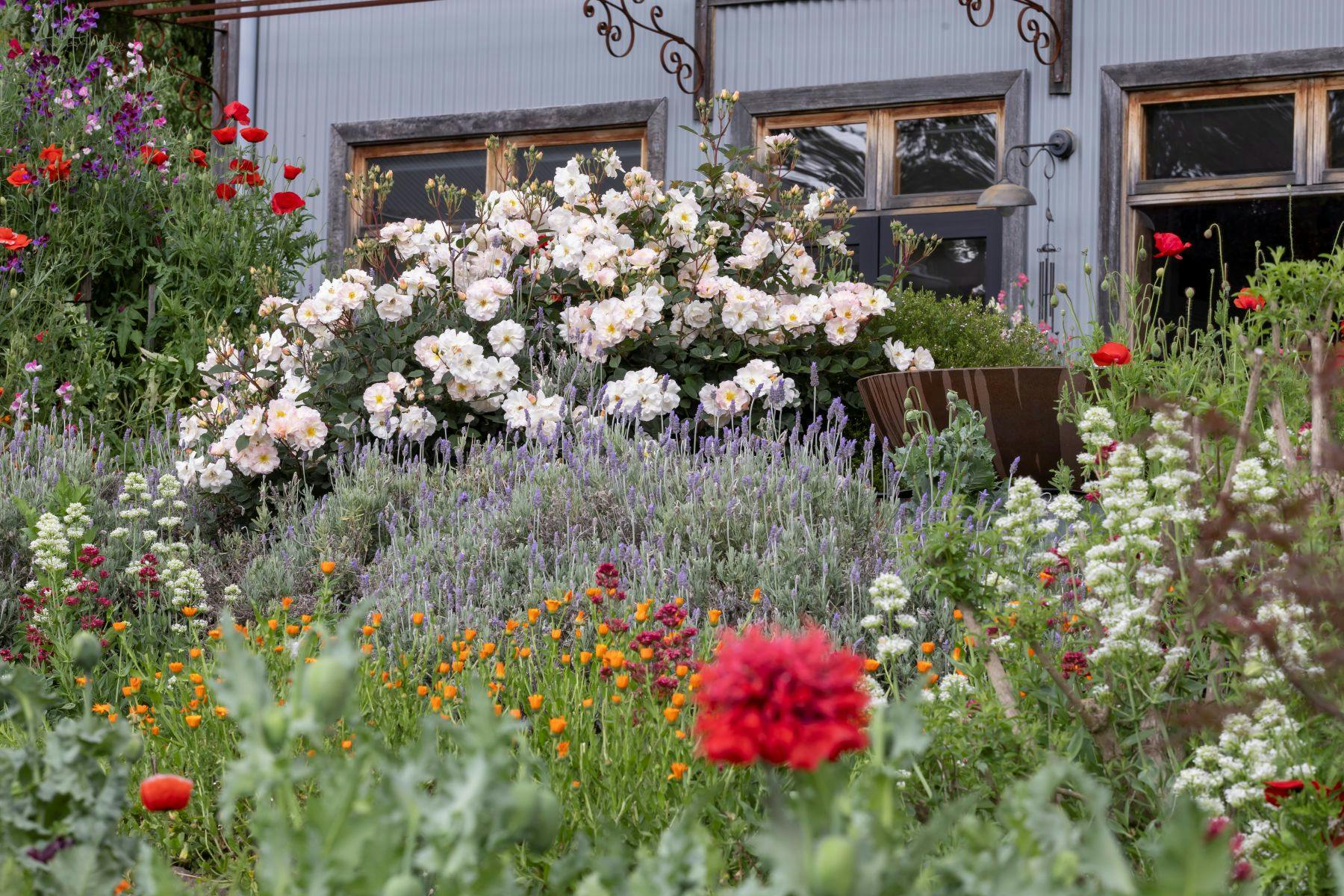 Hartvale Gardens, A piant box of flower colour!