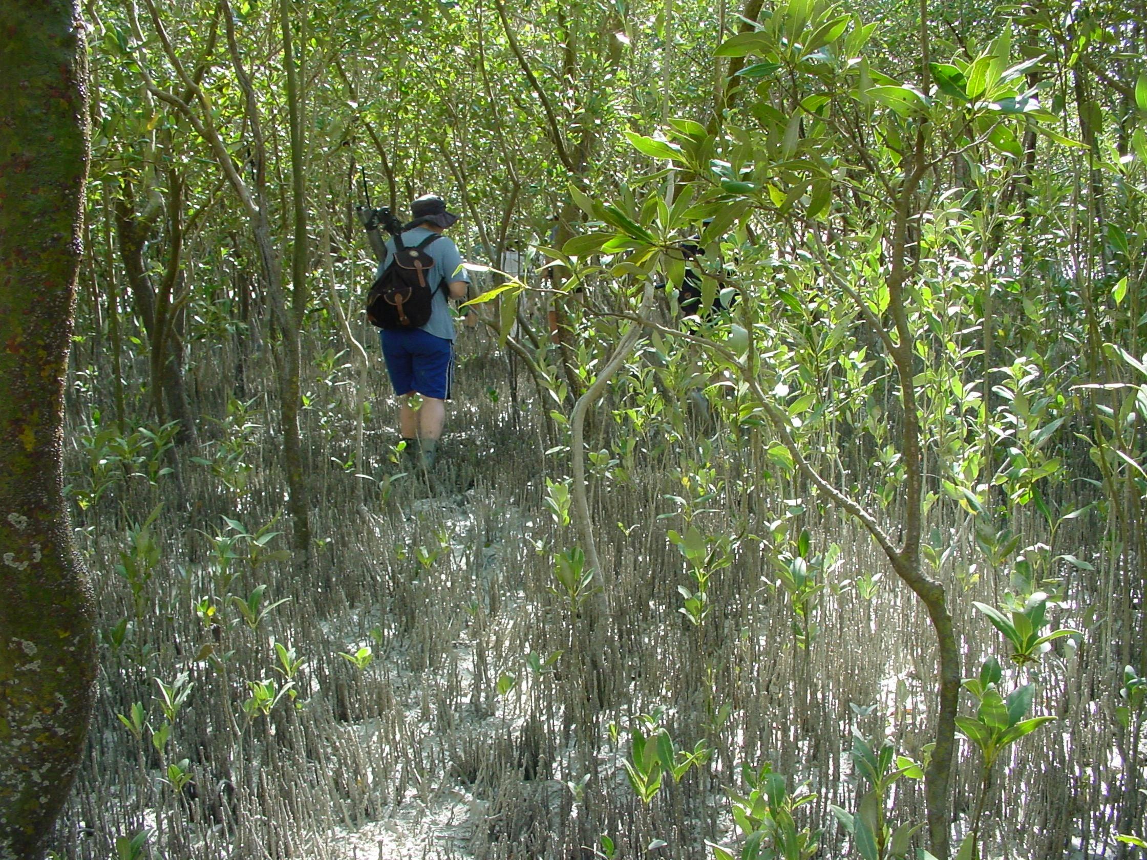 Mangrove Tour