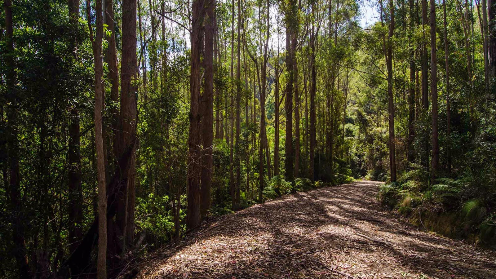Myrtle Scrub Scenic Drive