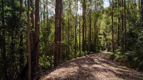 Myrtle Scrub Scenic Drive