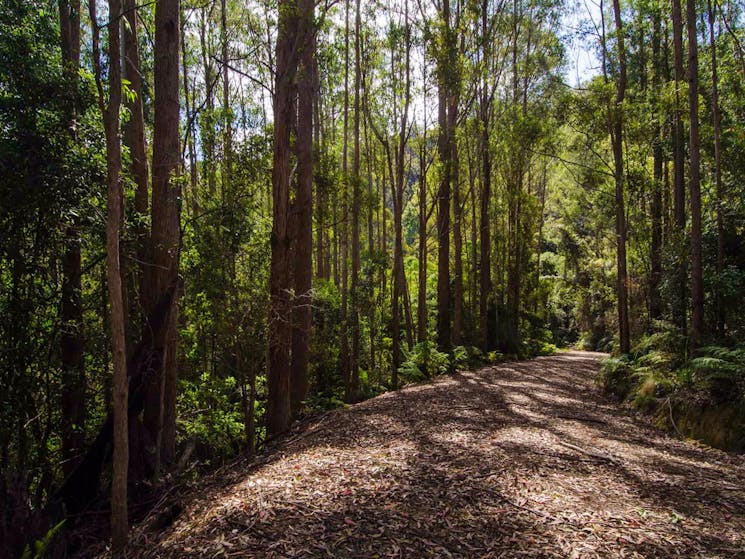 Myrtle Scrub scenic drive, Cottan-Bimbang National Park. Photo: John Spencer/NSW Government