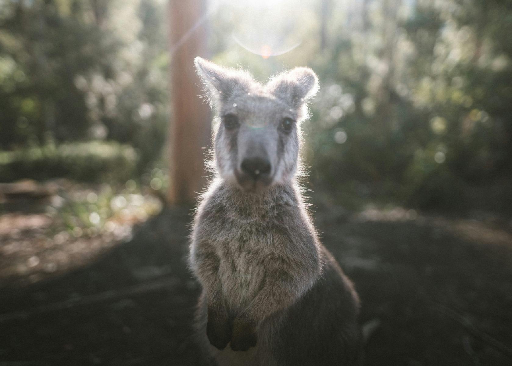 A Wallaro found at the cabin