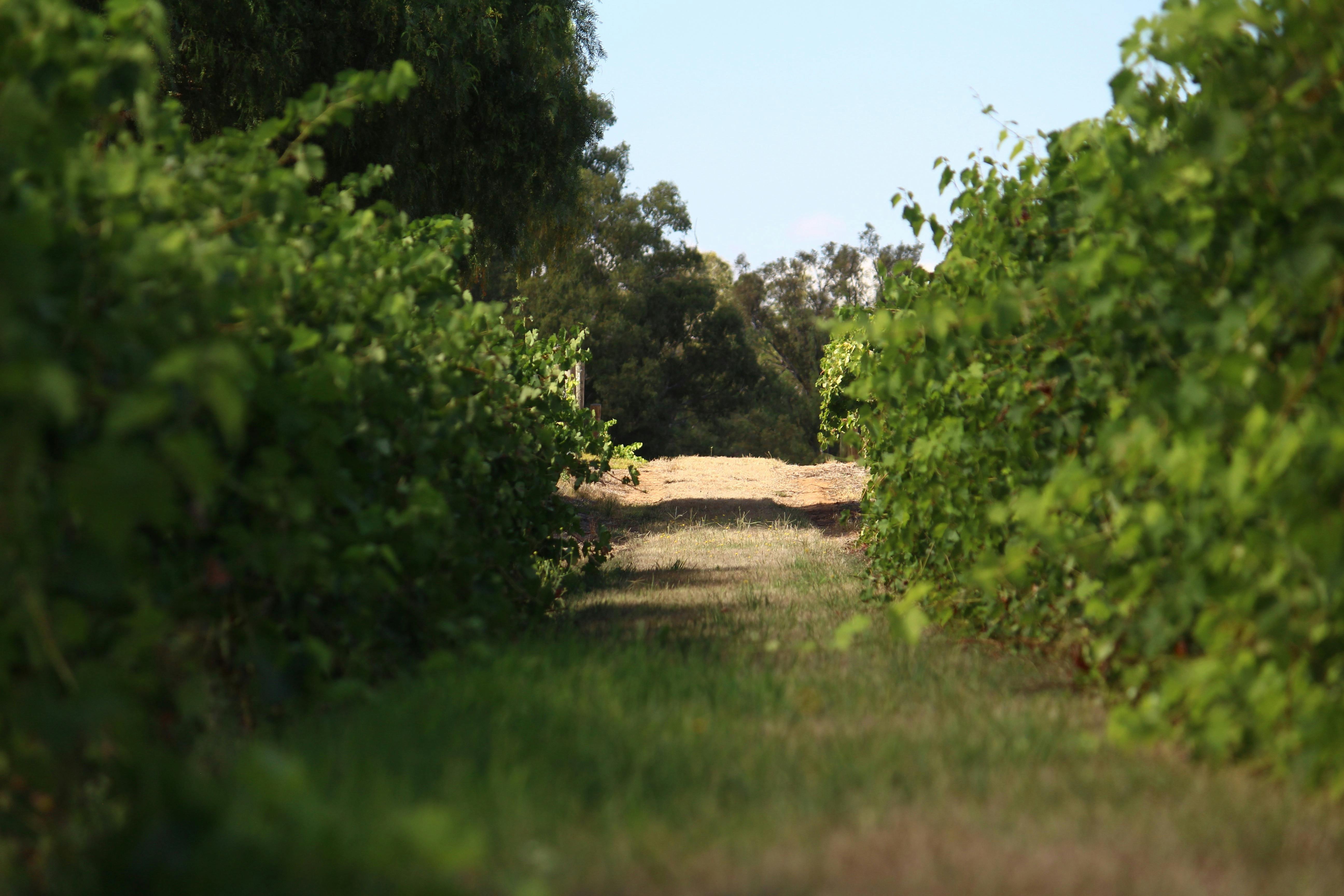 Victorian Vineyard, green vineleaves