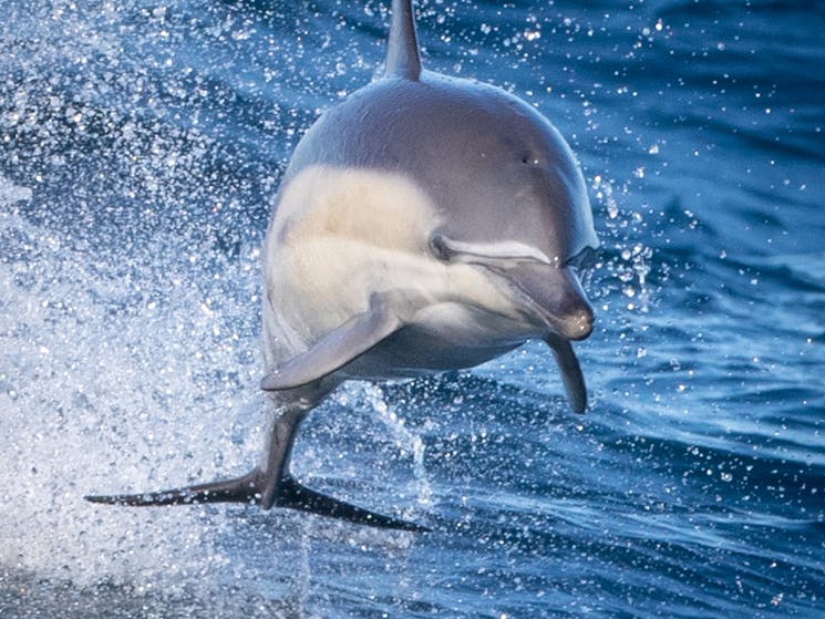 Common Dolphin, Merimbula boat tour, Merimbula wildlife tour