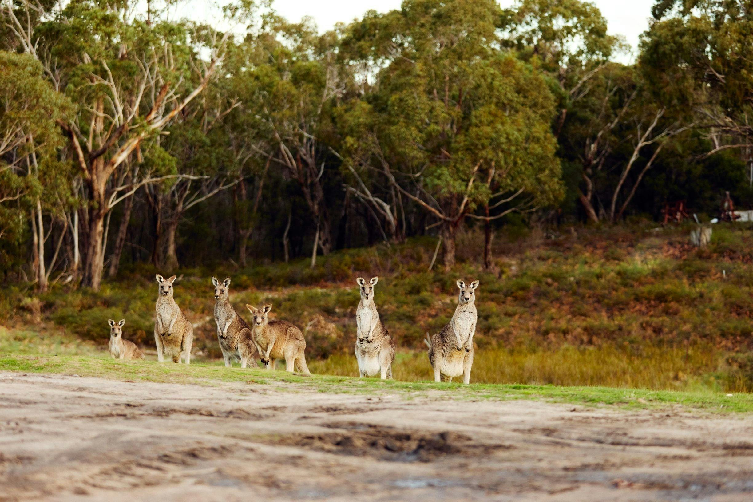 Kangaroos