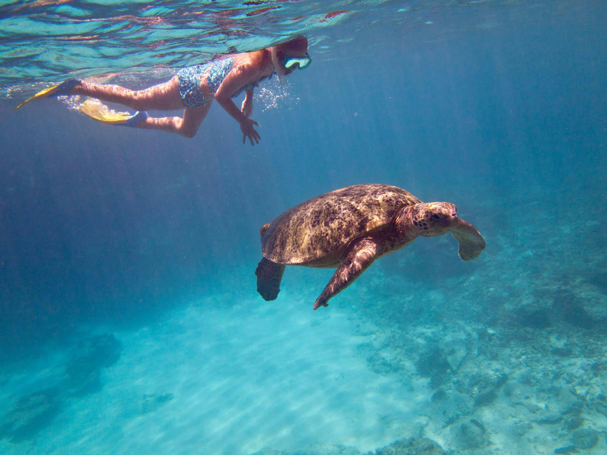 Snorkel Lady Elliot Island