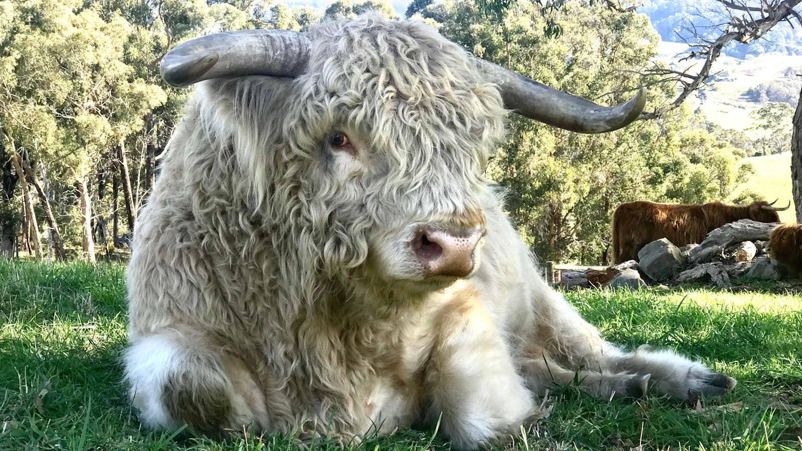 Boris the King at Highland Getaway