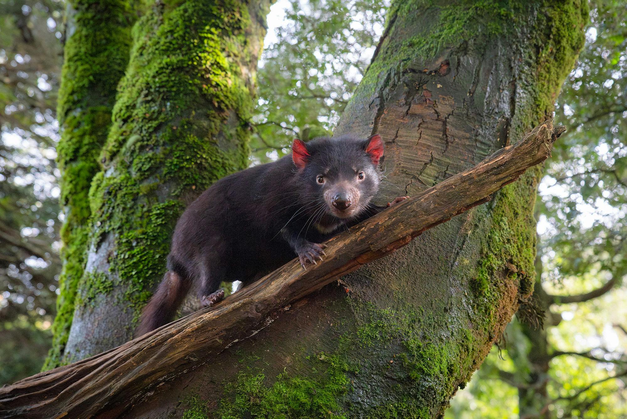 Tasmanian Devil at the Devils@Cradle sanctuary at Cradle Mountain