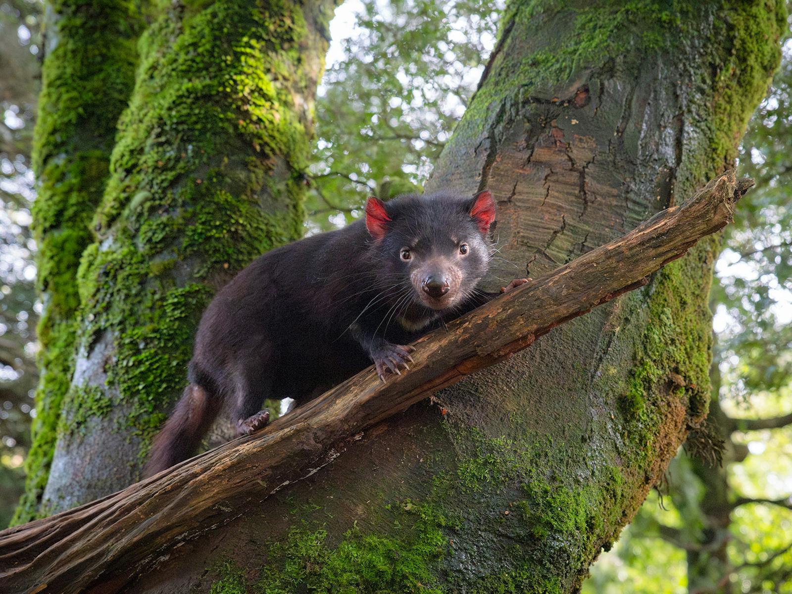 Tasmanian Devil at the Devils@Cradle sanctuary at Cradle Mountain