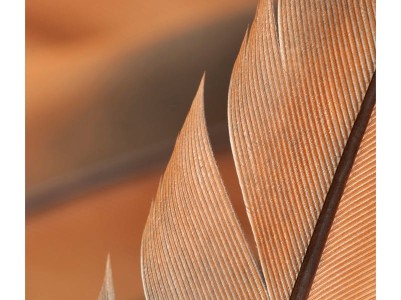 Pheasant Feather