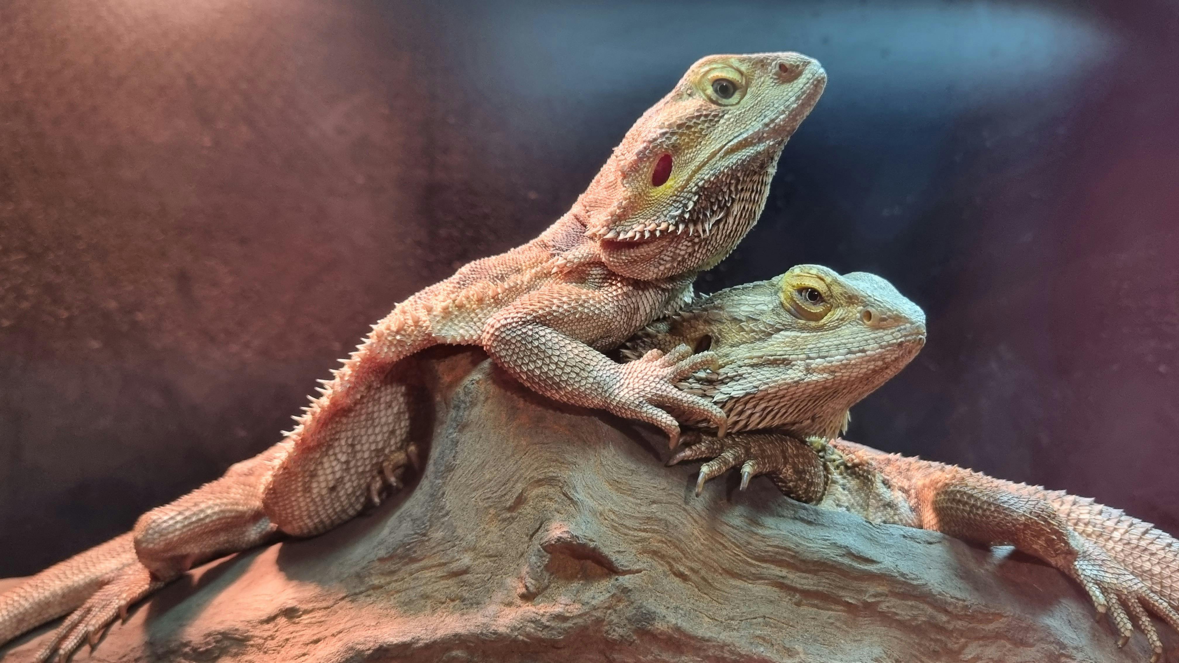 Bearded dragon