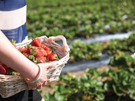 Lady holding basket of freshly picked strawberries in the strawberry patch at Beerenberg, Hahndorf