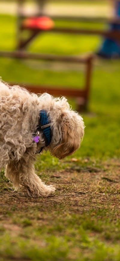Paws Party Canberra