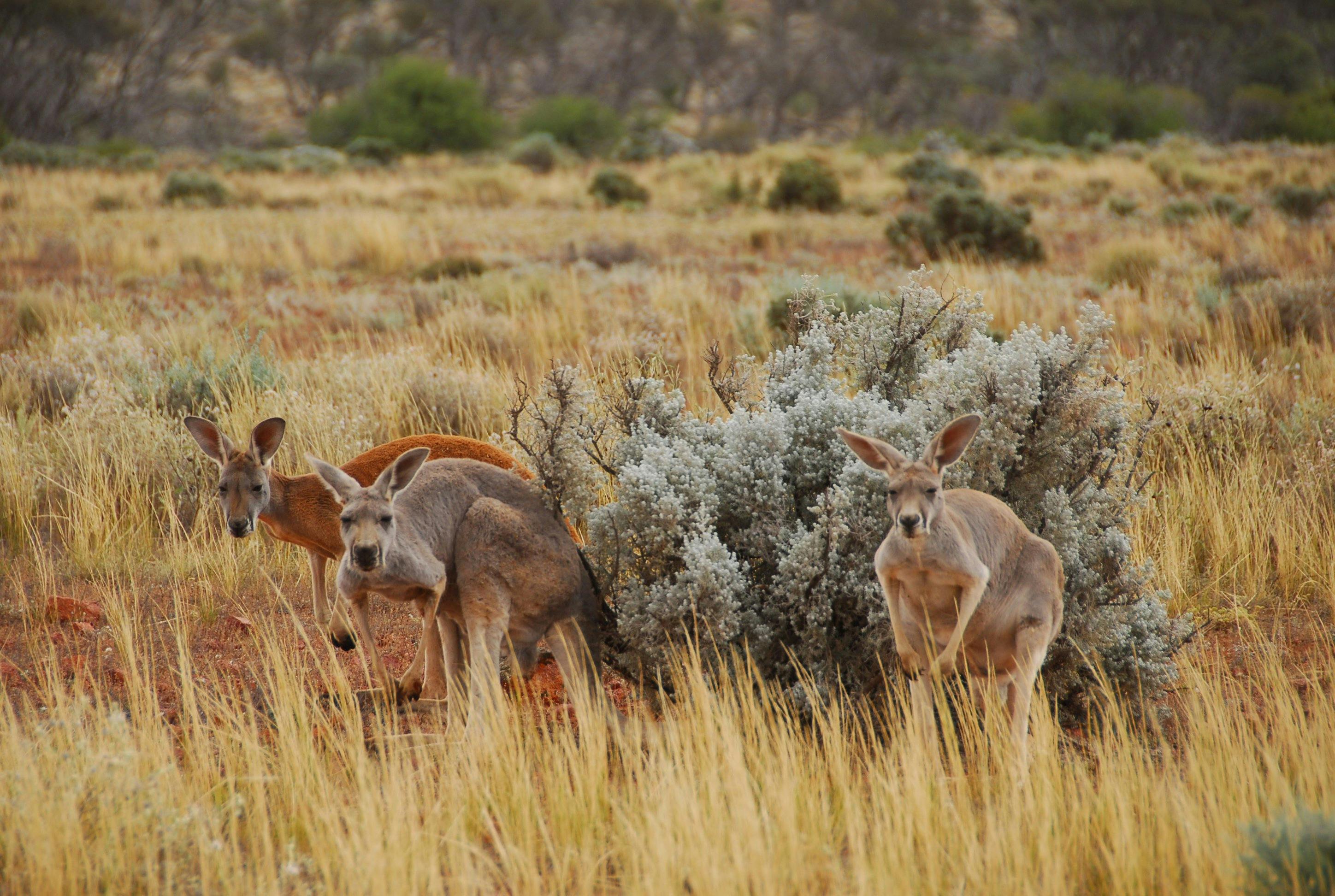 Our iconic animal is seen on all tours in the Gawler Ranges