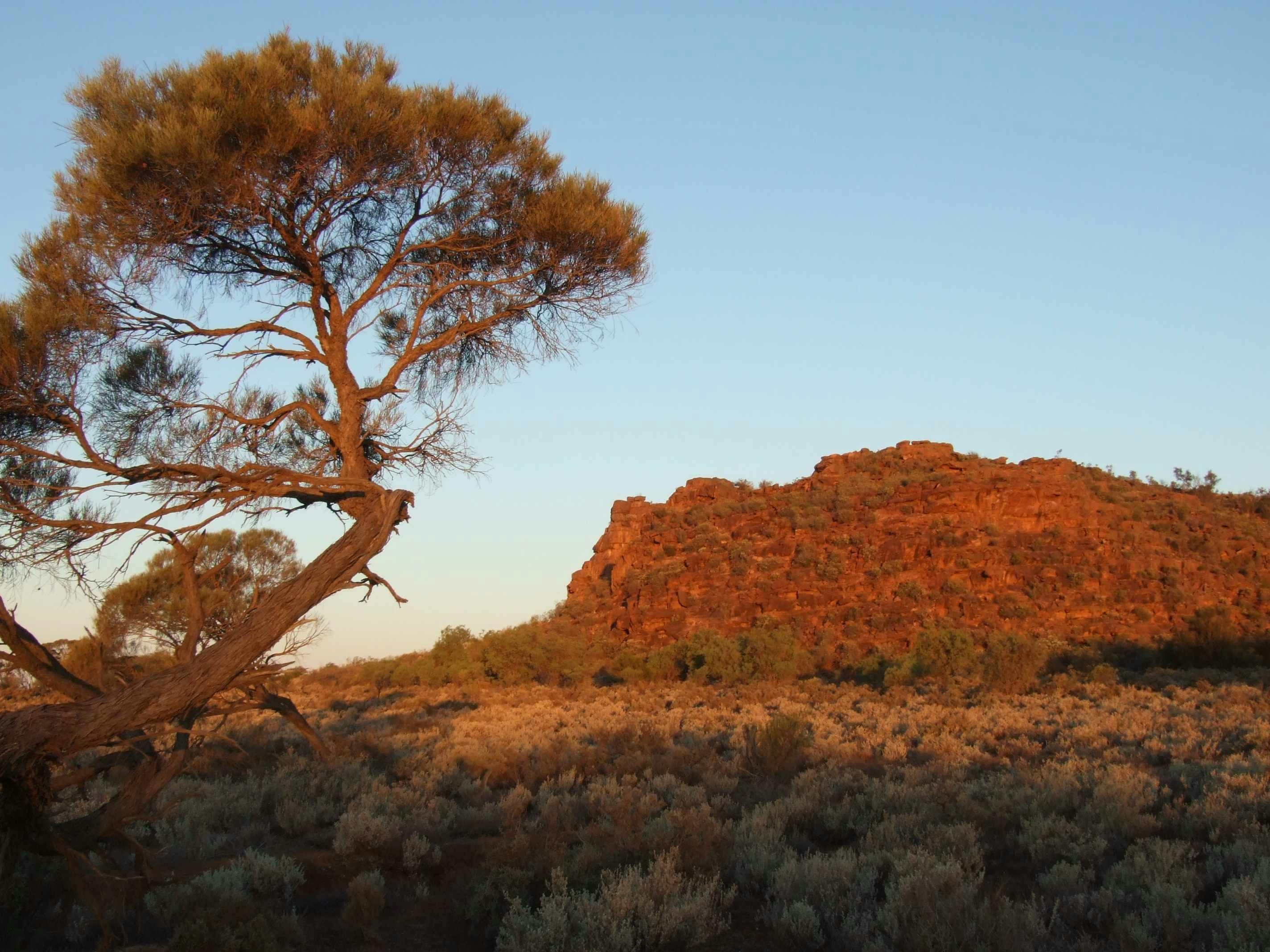 Wild Dog Hill