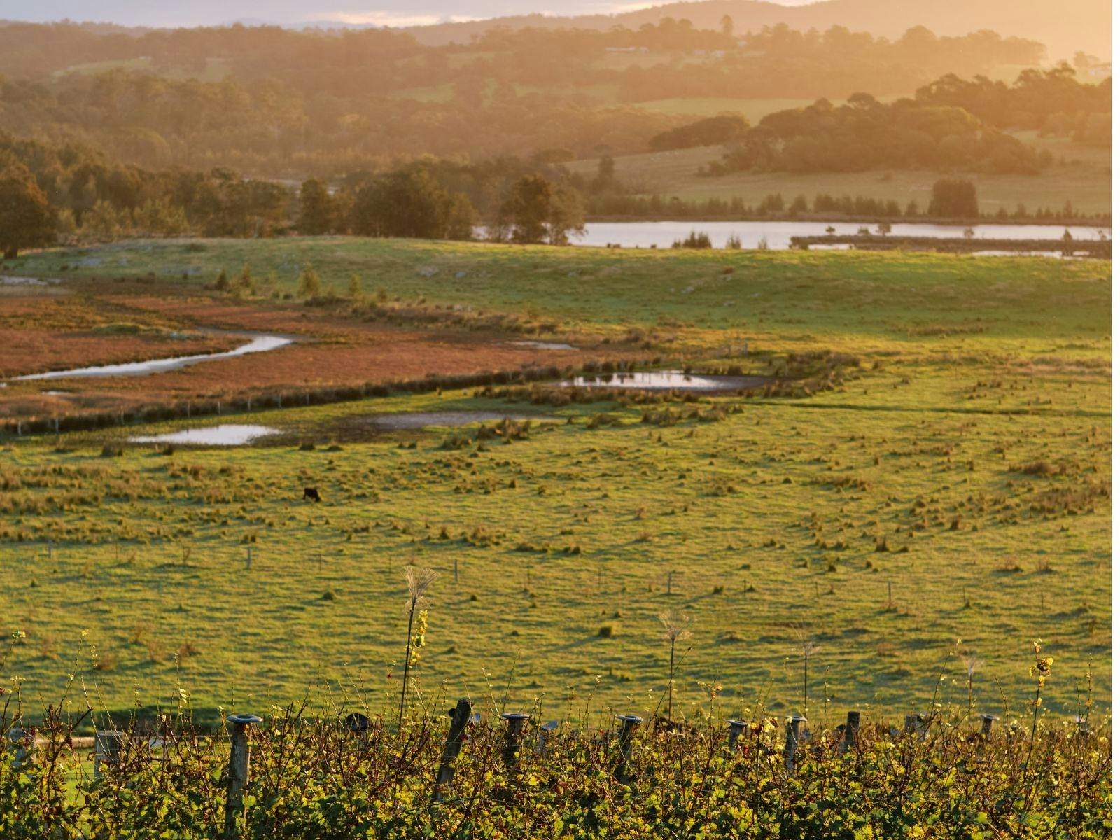 Beaujolais Day at Cupitt’s Estate – A French-Themed Wine Affair edit