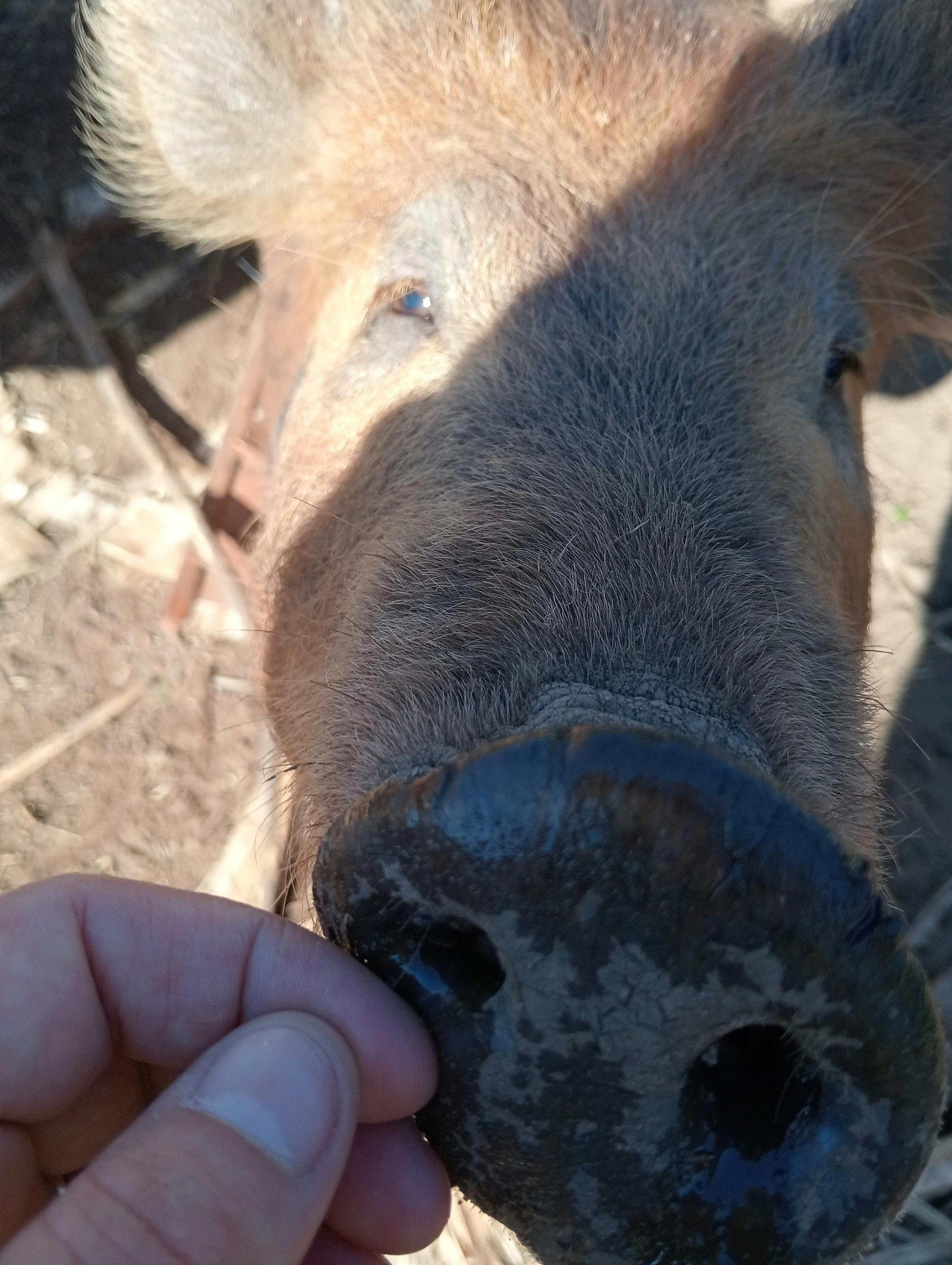ふれあい動物園