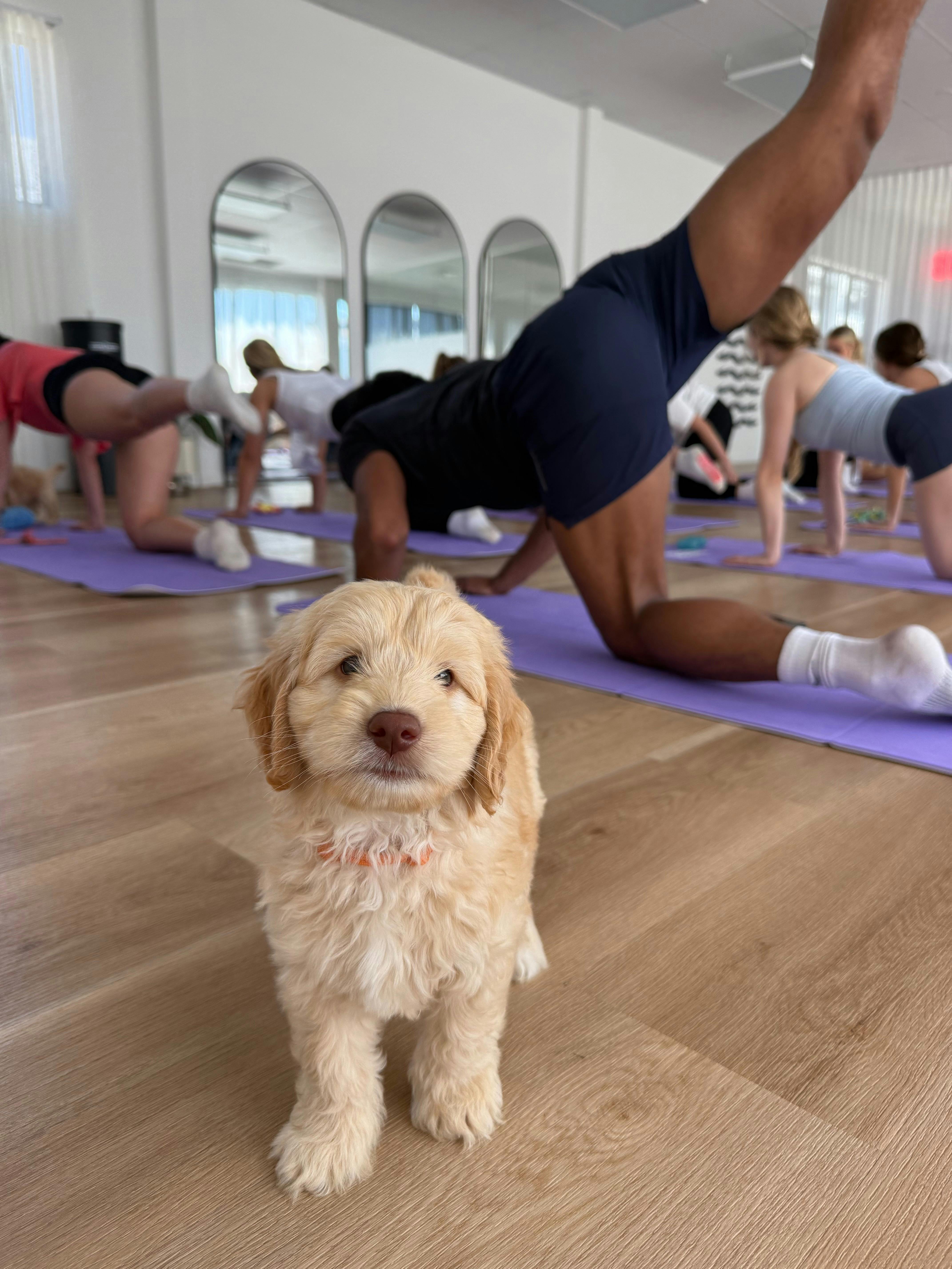 A puppy exploring the studio during Yoga Paws on the Sunshine Coast.