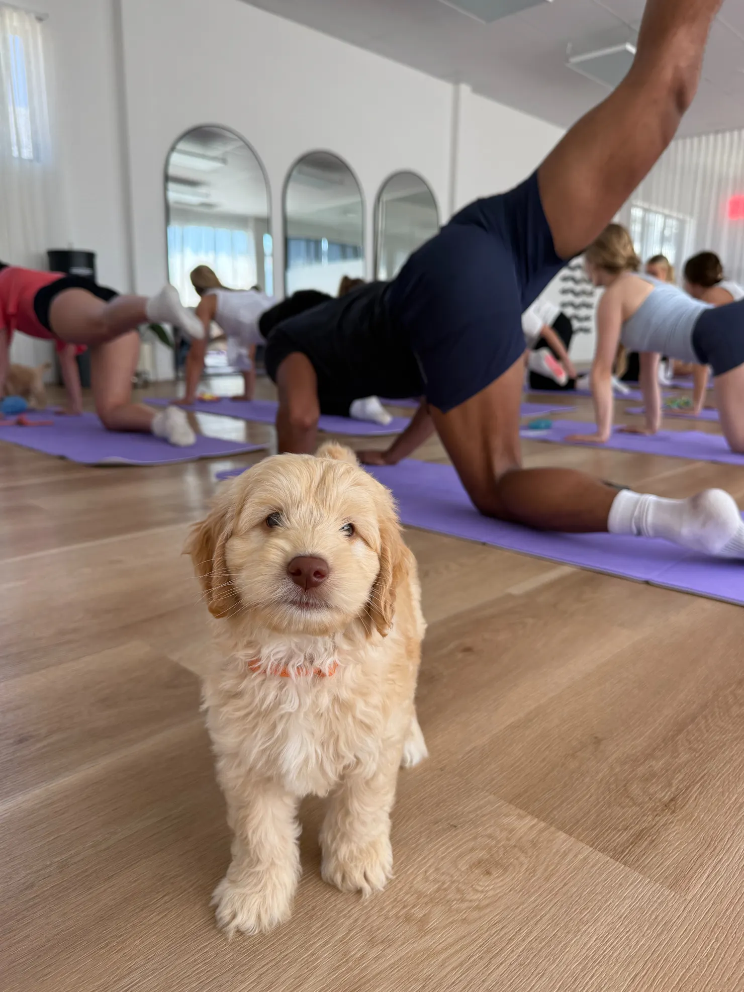 A cream puppy stands on the wooden studio floor beside participants on purple yoga mats.