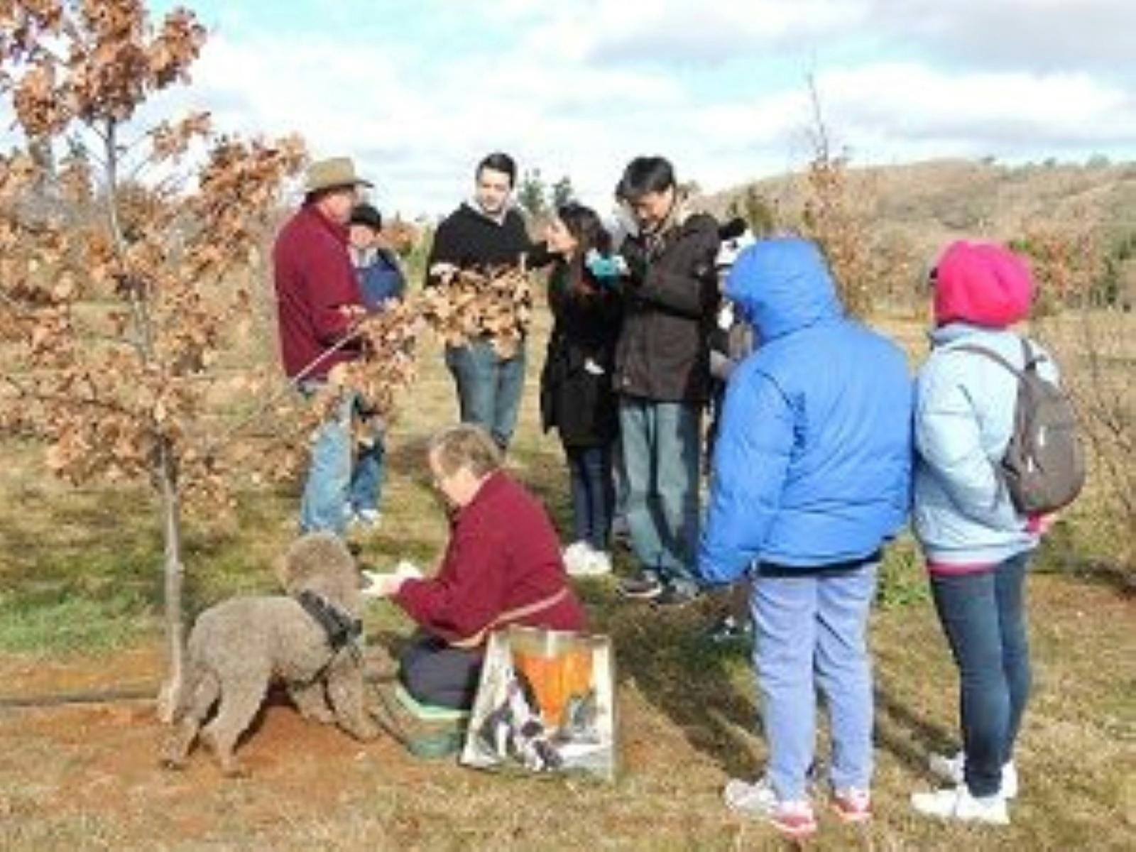 Unearthing the Truffle