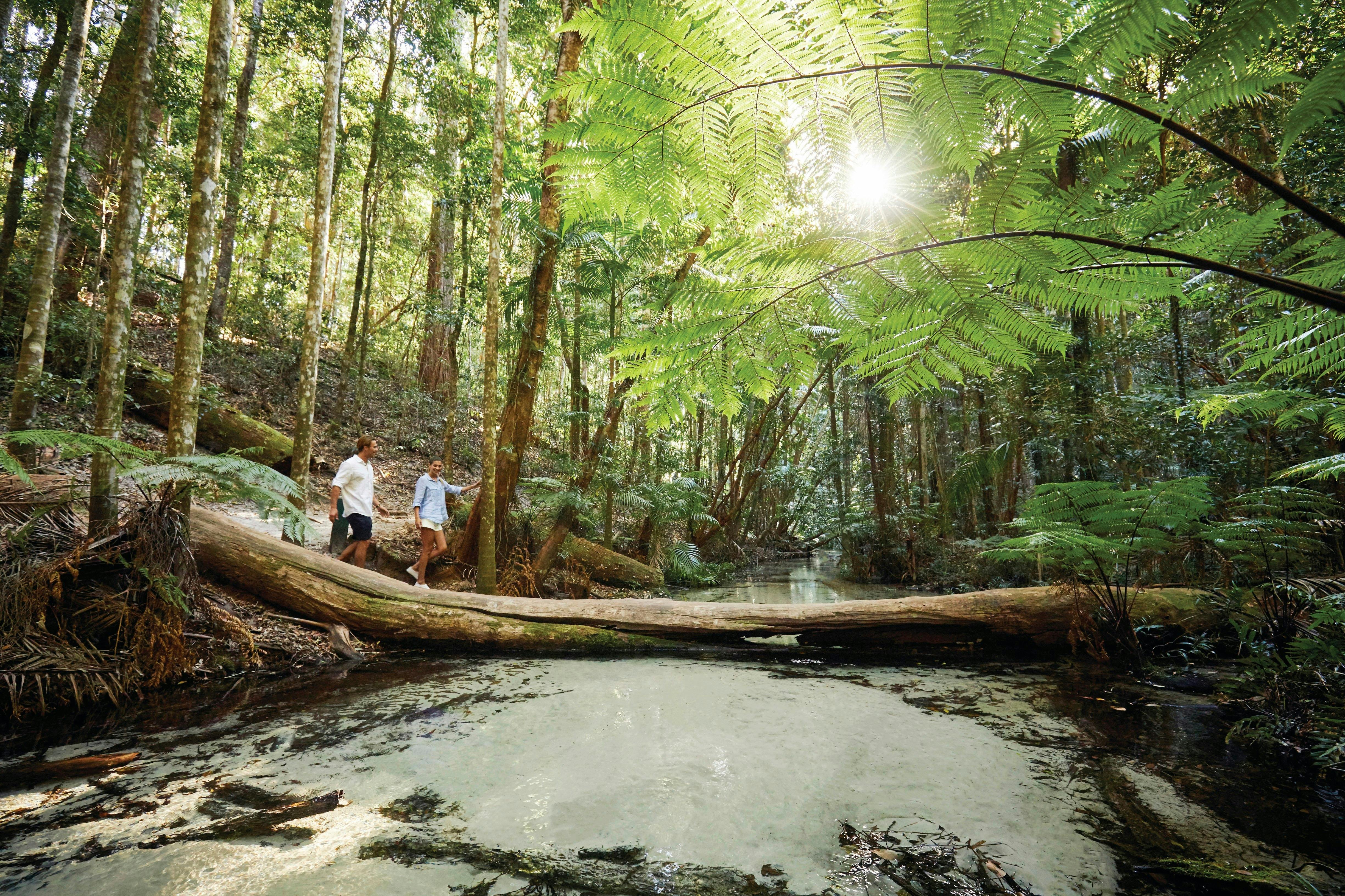 photo of old fallen tree lying across a small stream with clear water at Wangoolba Creek