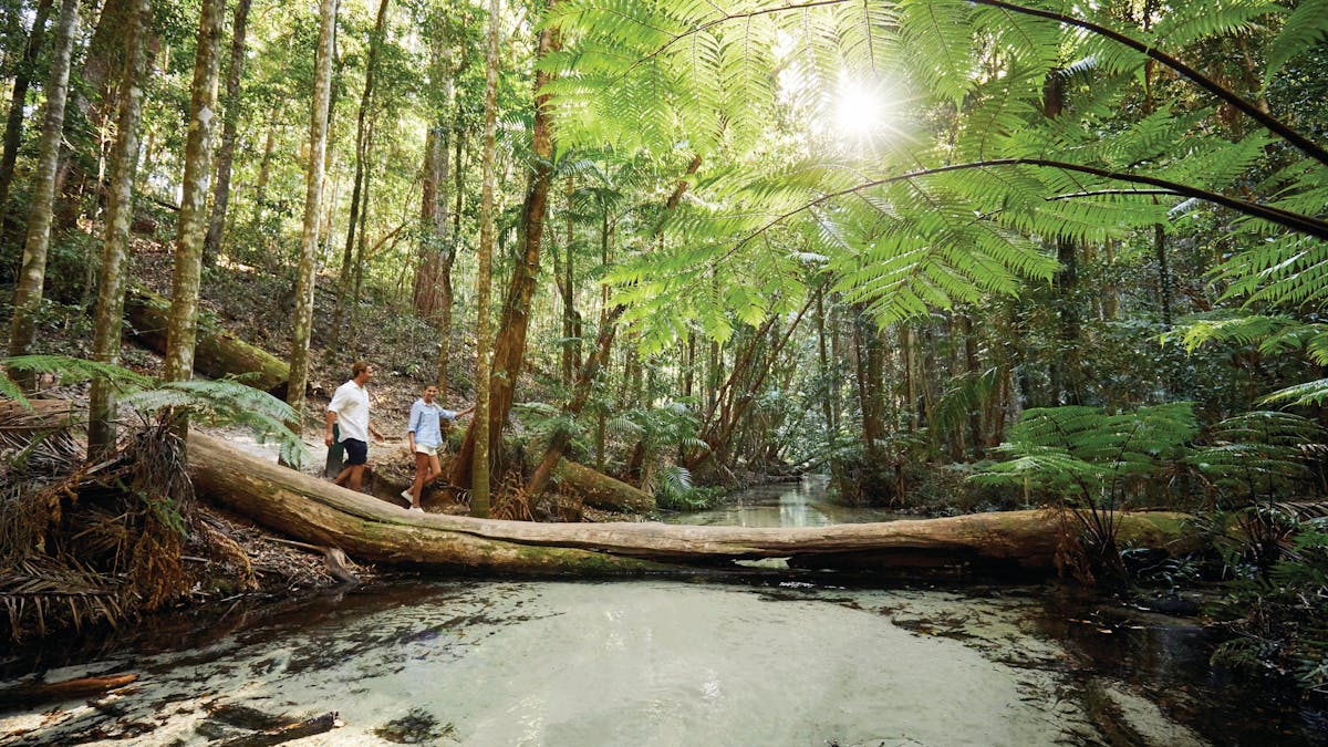 photo of old fallen tree lying across a small stream with clear water at Wangoolba Creek